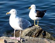 Đầu đối diện vành đai: Larus argentatus (phía trước) và Larus fuscus (phía sau) ở Na Uy