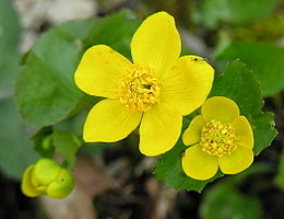 Pelkinė puriena (Caltha palustris)