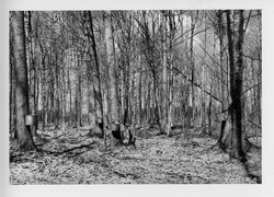 Photograph of Hard Maple Stand Tapped for Maple Sap - NARA - 2128648.tif