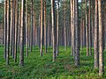 Lesy pokrývají více než polovinu pevniny Estonska