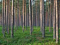 Pine forest in Estonia