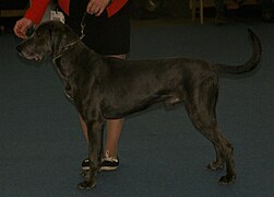 Plott-bluebrindle1.jpg