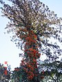 Pyrostegia Venusta - Maringá-PR