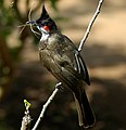 Image 2 Red-whiskered bulbul More selected pictures