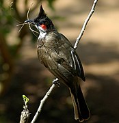 Red-whiskered Bulbul-web