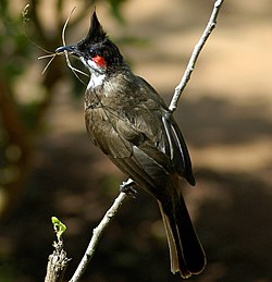 Punaposkibulbuli (Pycnonotus jocosus)