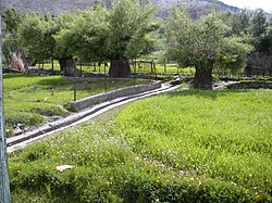 A lush green barley field at Kausar, Sankoo in Kargil district