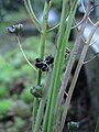 Scilla autumnalis