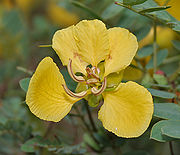 Senna auriculata