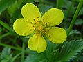 Silverweed close