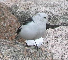 Snow Bunting Cairngorm.jpg