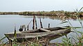 Marais de la Grande Brière, près de la réserve Pierre Constant.