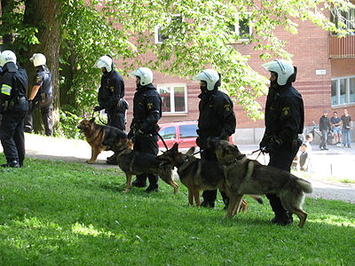 Swedish German Shepherds during demonstrations in Stockholm on National Day 2007