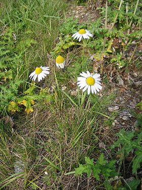 Lugtløs Kamille (Tripleurospermum perforatum).