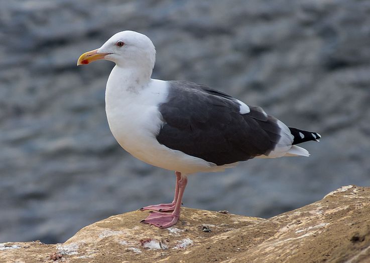 Western gull in La Jolla