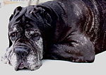 Thumbnail for Aging in dogs