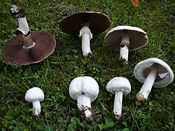 Aasšampinjon Agaricus arvensis