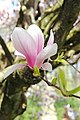 de:Magnolienhain (Aschaffenburg) im Frühjahr 2017