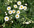 Daisies at Chalco Hills Recreation Area