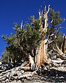 Qədim Pinus longaeva, Kaliforniya, ABŞ