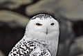 Injured bird under rehabilitation, Howell nature center, Michigan, USA