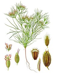 Cumimum cyminum L.