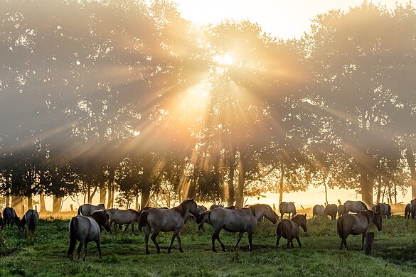 photo of horses in nature (Dülmener Wildpferde)