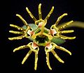 Euphorbia globosa dont la cavité de l'inflorescence est bien reconnaissable. Les glandes de nectar portent des annexes ayant la forme d'un doigt.