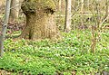 Blütenteppich auf dem Waldboden im April