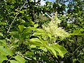 Foliage and flowers; Bulgaria