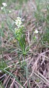 Galium austriacum