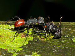 Fourmi géante Camponotus gigas, parc national de Gunung Mulu, Sarawak, île de Bornéo, Malaisie.