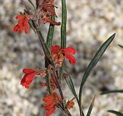 <center>Grevillea bronwenae</center>