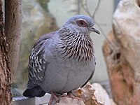 Columba guinea