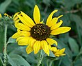 Plains sunflower (Helianthus petiolaris)