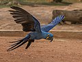 Hyacinth macaw