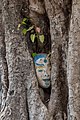 77 Ingrown oval sculpture of human head in a tree trunk in Laos (1) uploaded by Basile Morin, nominated by Basile Morin