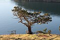 Juniperus maritima