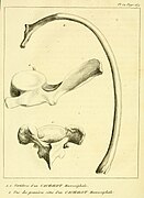 Lacépède - Histoire naturelle des cétacées (1804) pl. 12.jpg