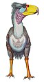 Titanis walleri, la única ave del terror que se sabe invadió América del Norte, medía 2 metros de alto.