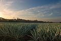 El Sarapiquí da vida a la región norteña de la provincia de Heredia y permite las actividades agropecuarias del cantón de Sarapiquí.