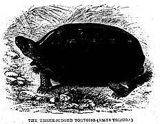 Melanochelys trijuga 1861.jpg