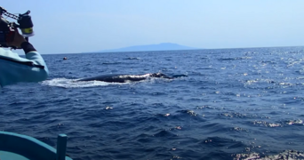 North Pacific Right Whale Entanglement, Hokkawa, Shizuoka, April 4, 2020 by Yoshiyuki Nakawaza, Dive Green A.png