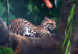 Leopardus pardalis Tigrillo
