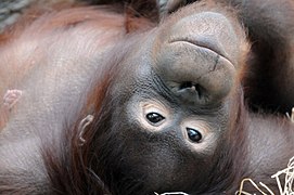 Orang - Flickr - belgianchocolate.jpg