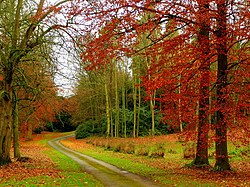 Una selva de Fagaceae en o Reino Uniu, con as colors propias de l'agüerro