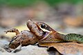 Rhabdophis chrysargos - Thai National Parks