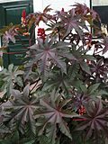 Thumbnail for File:Ricinus comm leaves.jpg