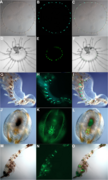 Samples of GFP in cnidarians and pigment generated by fluorescent organisms from the Gulf of Naples - 40851 2020 161 Fig1 HTML.png