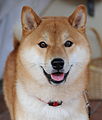 Der Shiba-Inu, eine beliebte Hunderasse